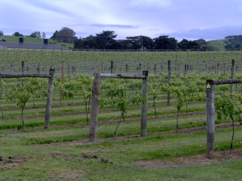 West Auckland Vineyard August 2009
